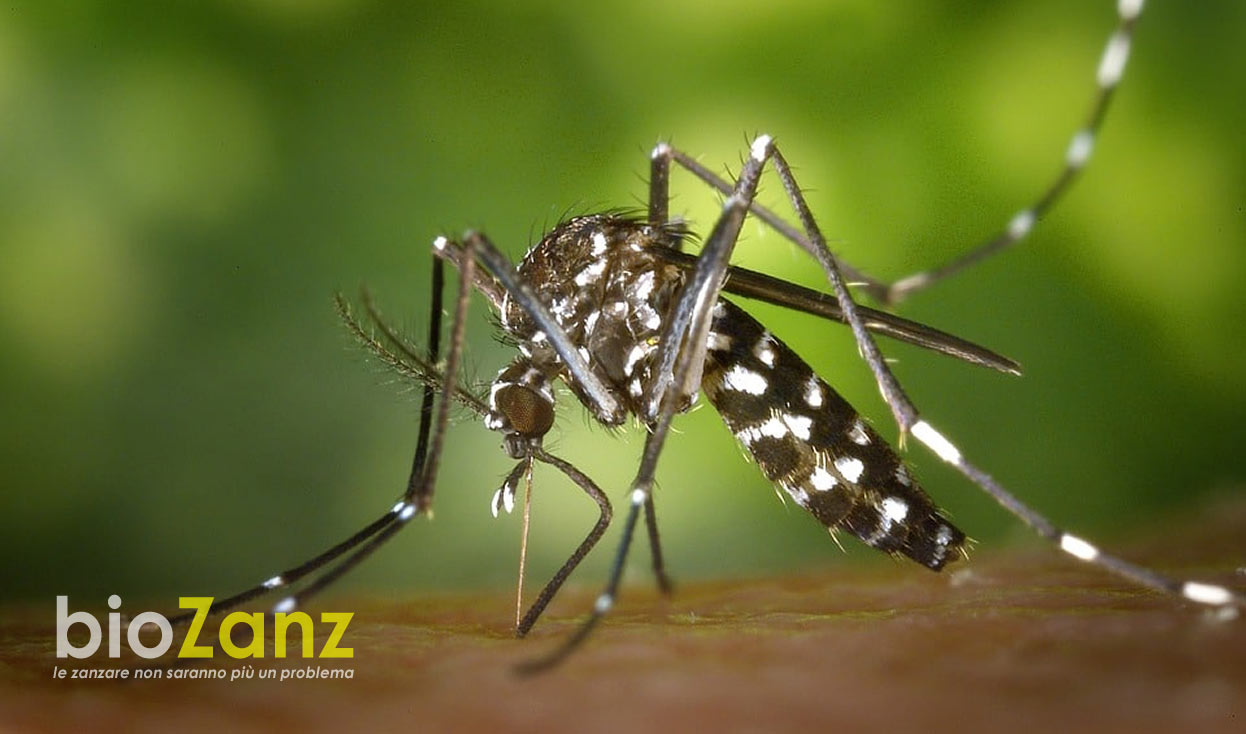 Lotta alle zanzare con la bio disinfestazione
