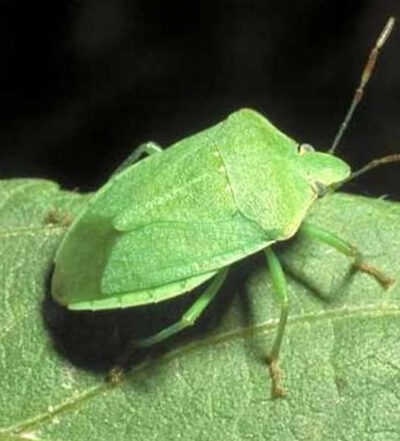 BioZanz contro cimici verdi