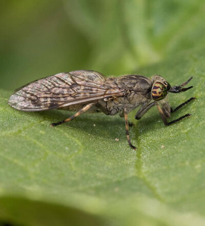 BioZanz contro tafani