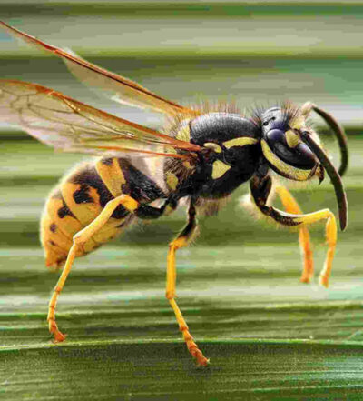 BioZanz contro vespe