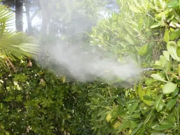 Nebulizzazione naturale antizanzare BioZanz sulla siepe, senza pesticidi