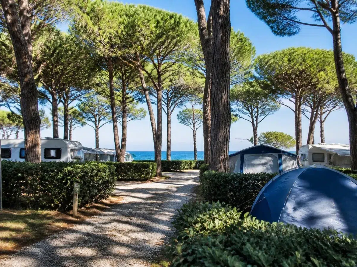 Piazzole di un campeggio al mare con tende e roulotte sotto i pini, divise da siepi